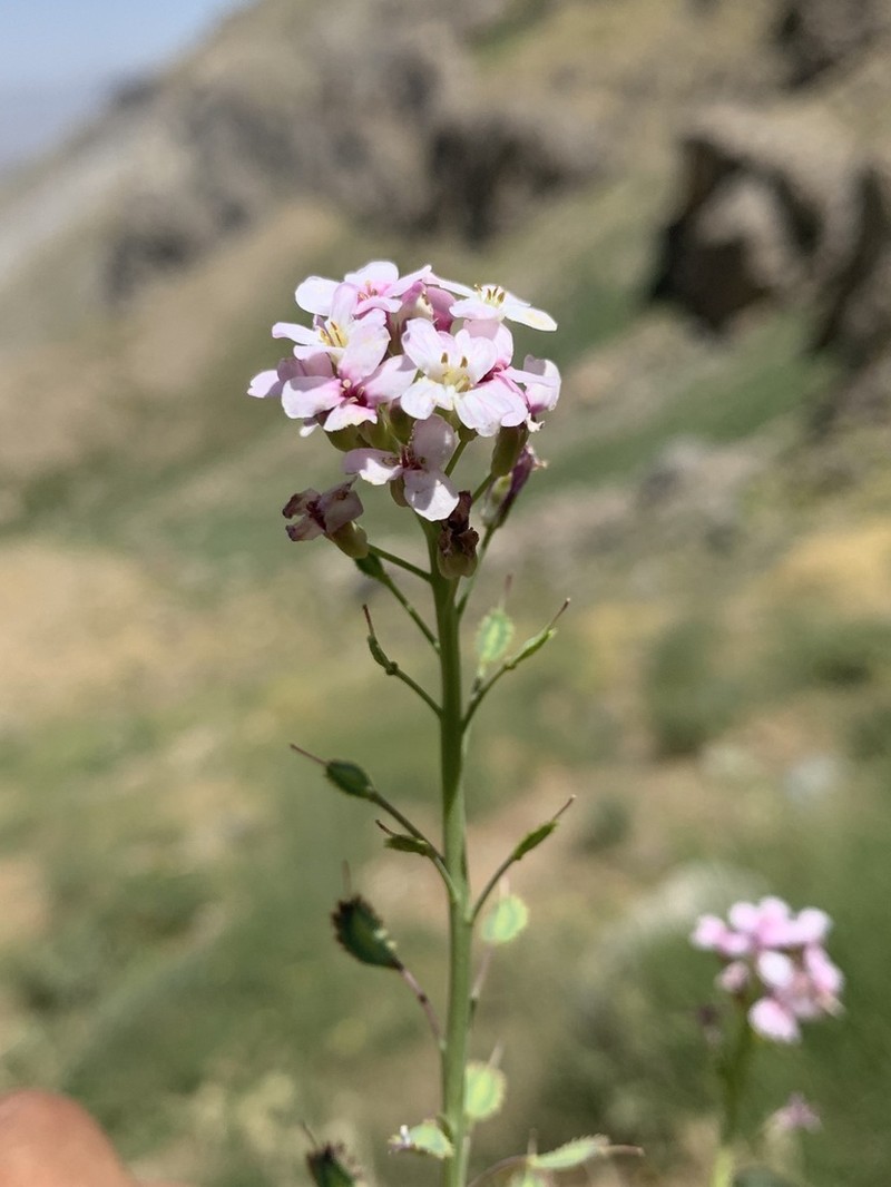 Aethionema fimbriatum photo 3