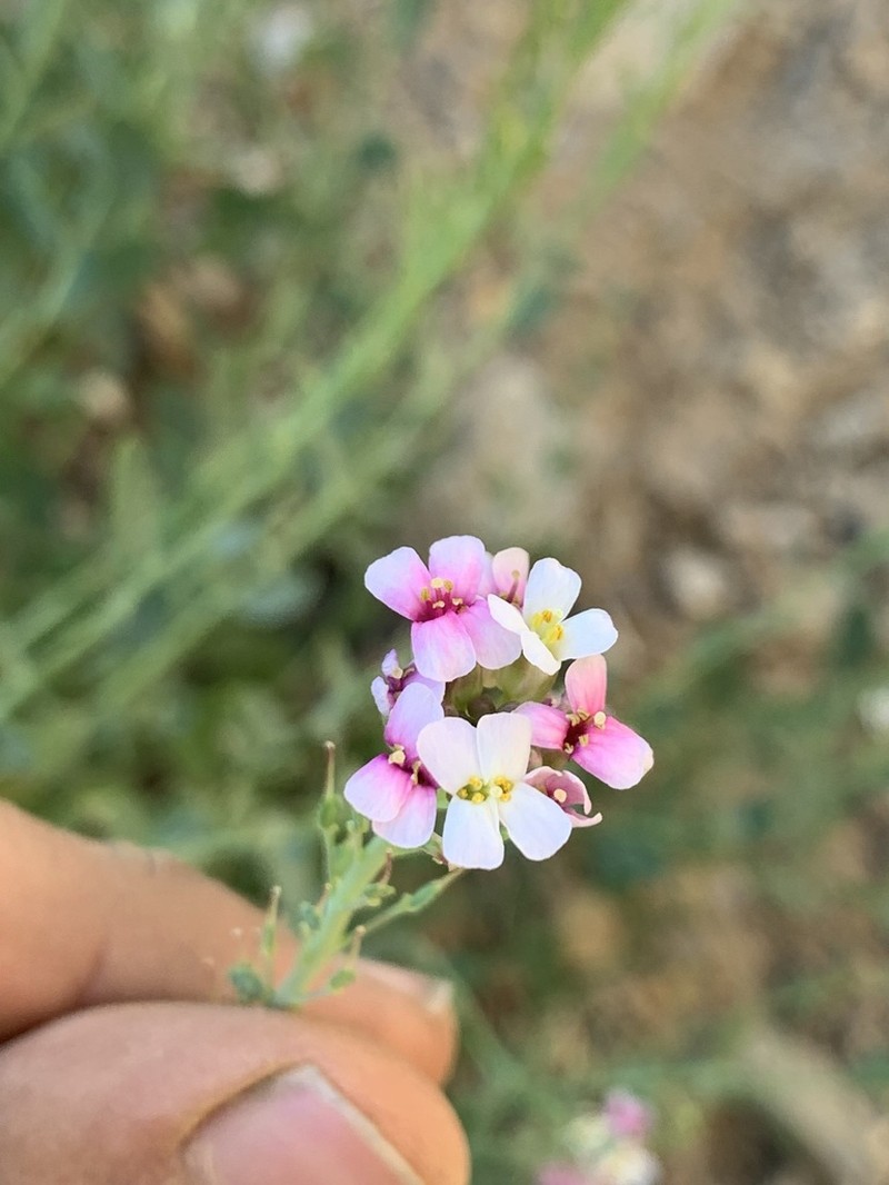 Aethionema fimbriatum photo 4