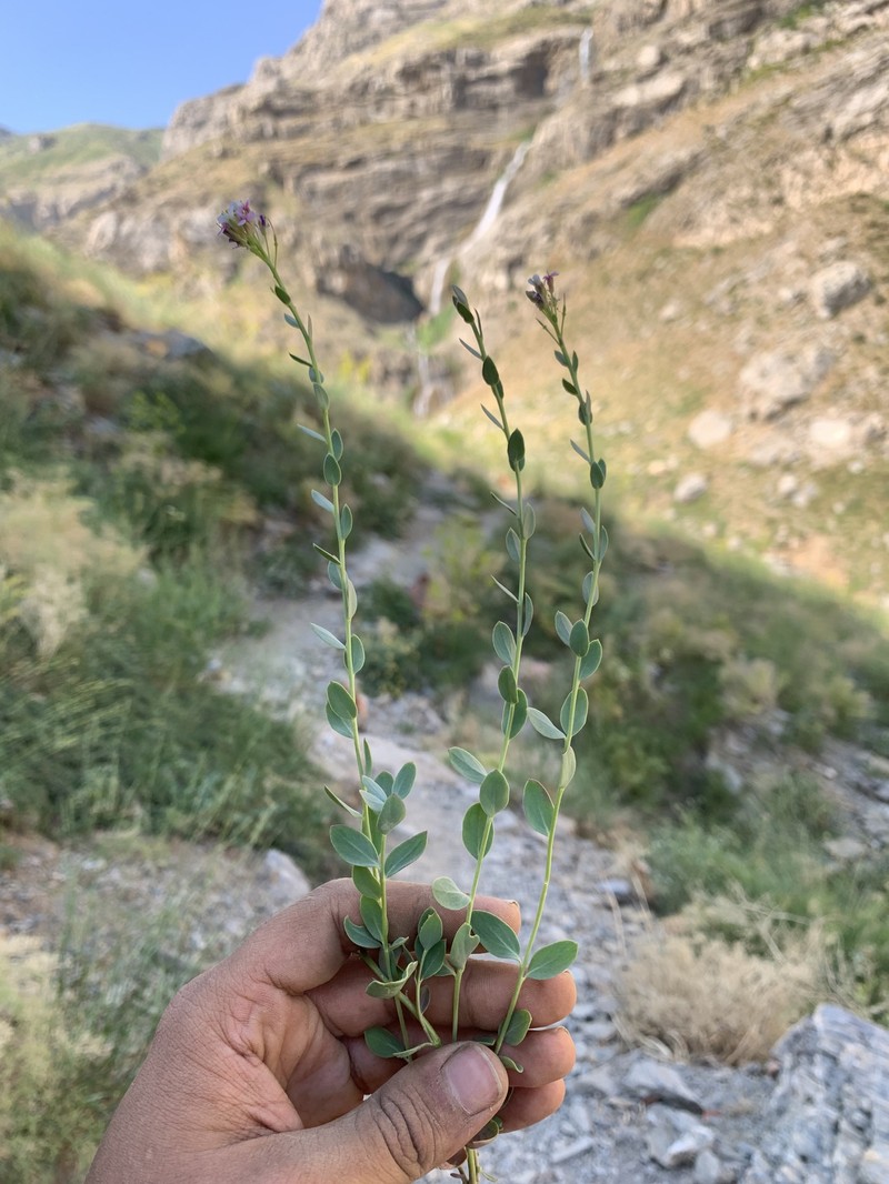 Aethionema fimbriatum photo 5
