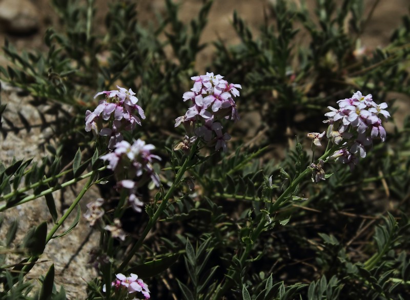 Aethionema fimbriatum photo 7