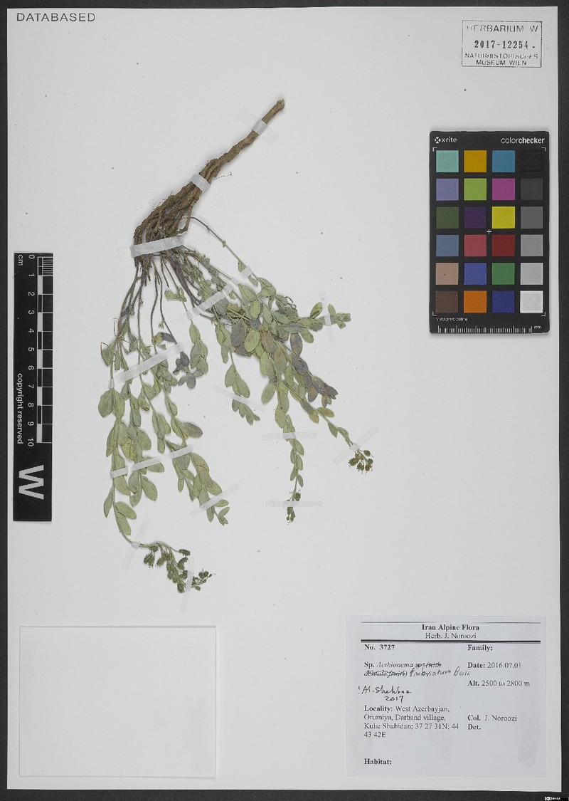 Aethionema fimbriatum photo 8