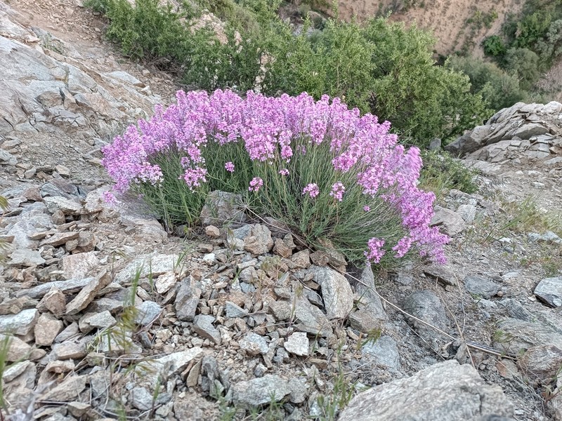 Aethionema grandiflorum photo 2
