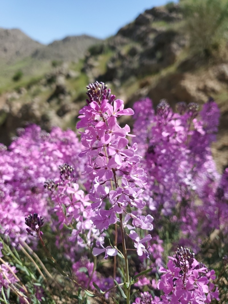 Aethionema grandiflorum photo 3