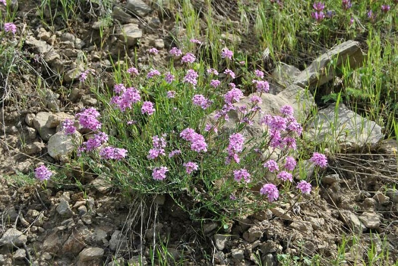 Aethionema grandiflorum photo 4