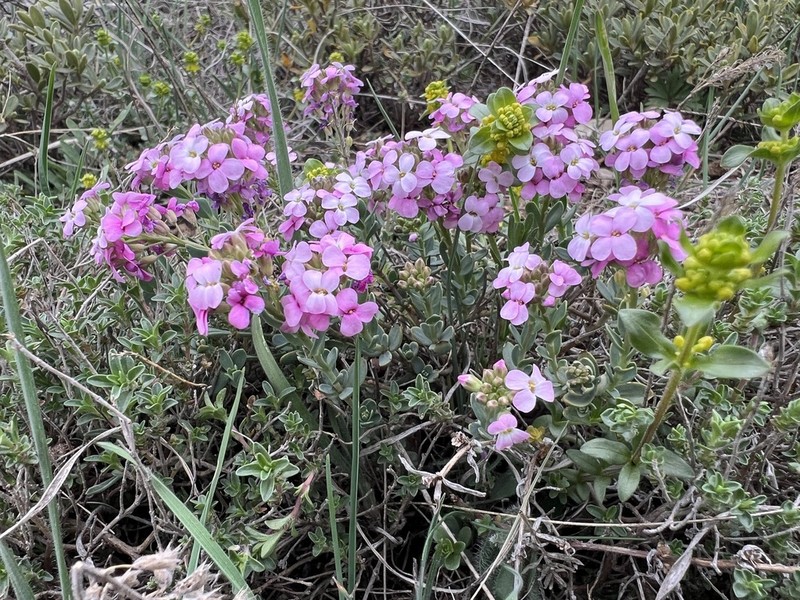 Aethionema grandiflorum photo 5