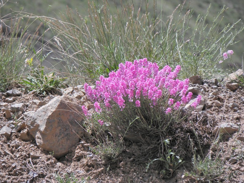 Aethionema grandiflorum photo 6