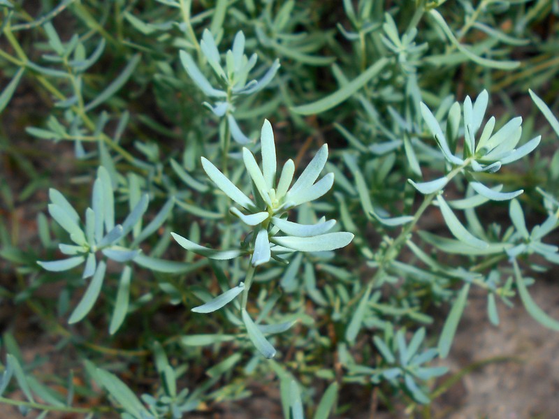 Aethionema grandiflorum photo 7