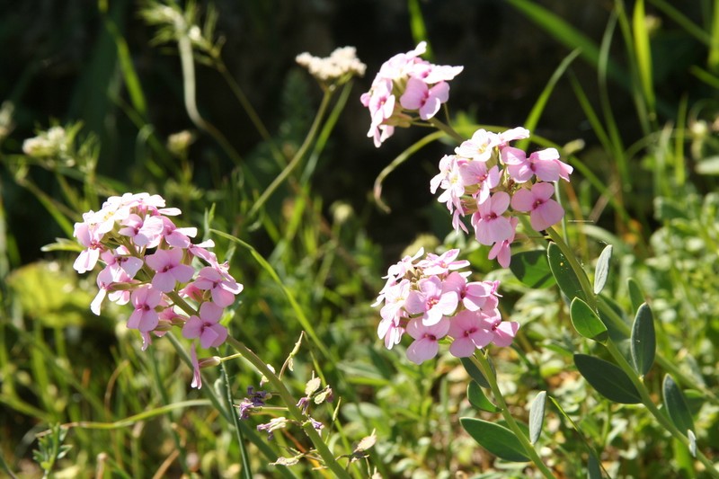 Aethionema grandiflorum photo 8