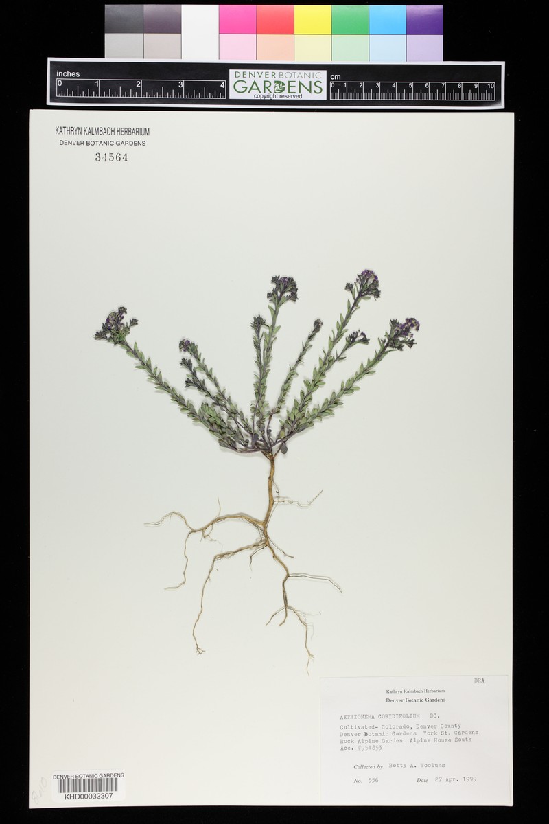 Aethionema grandiflorum var. grandiflorum