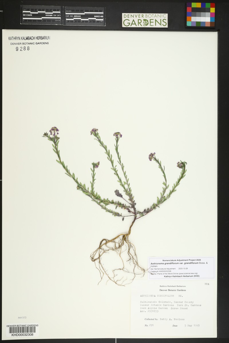 Aethionema grandiflorum var. grandiflorum photo 2
