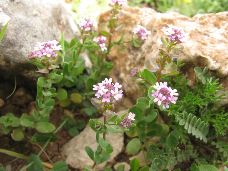 Aethionema heterocarpum