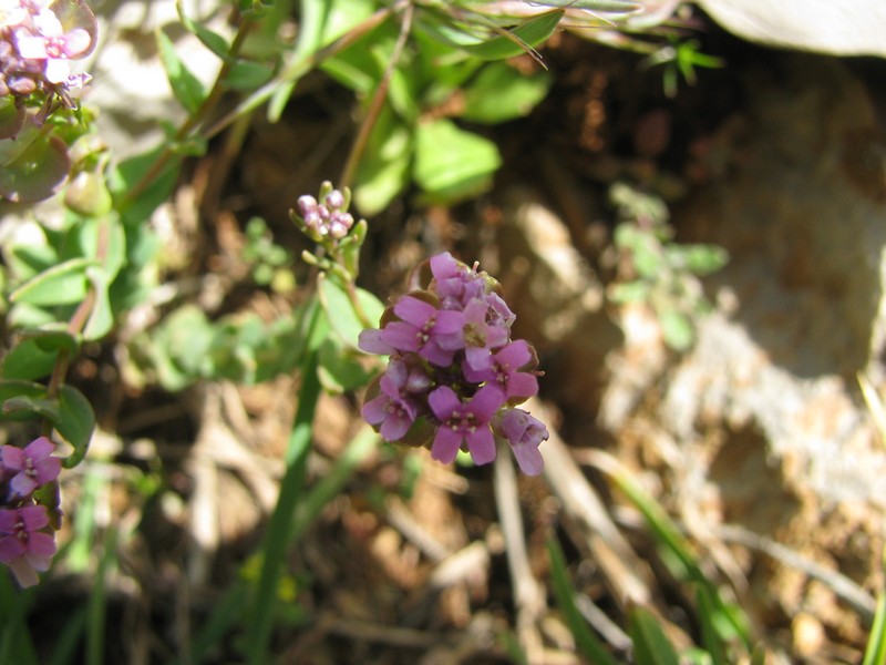 Aethionema heterocarpum photo 2