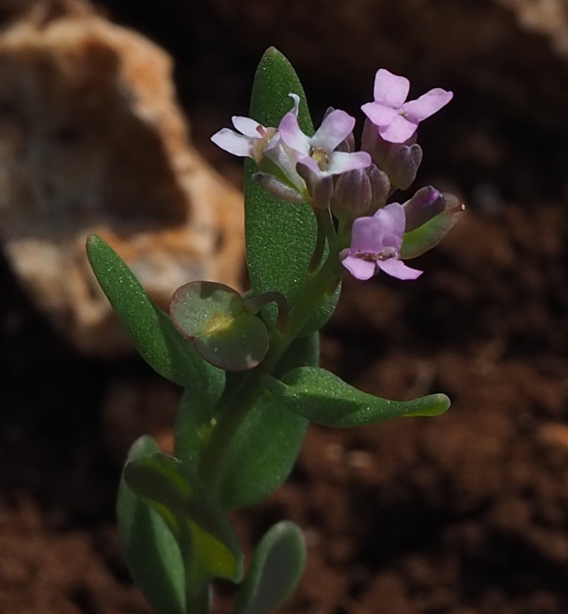 Aethionema heterocarpum photo 5