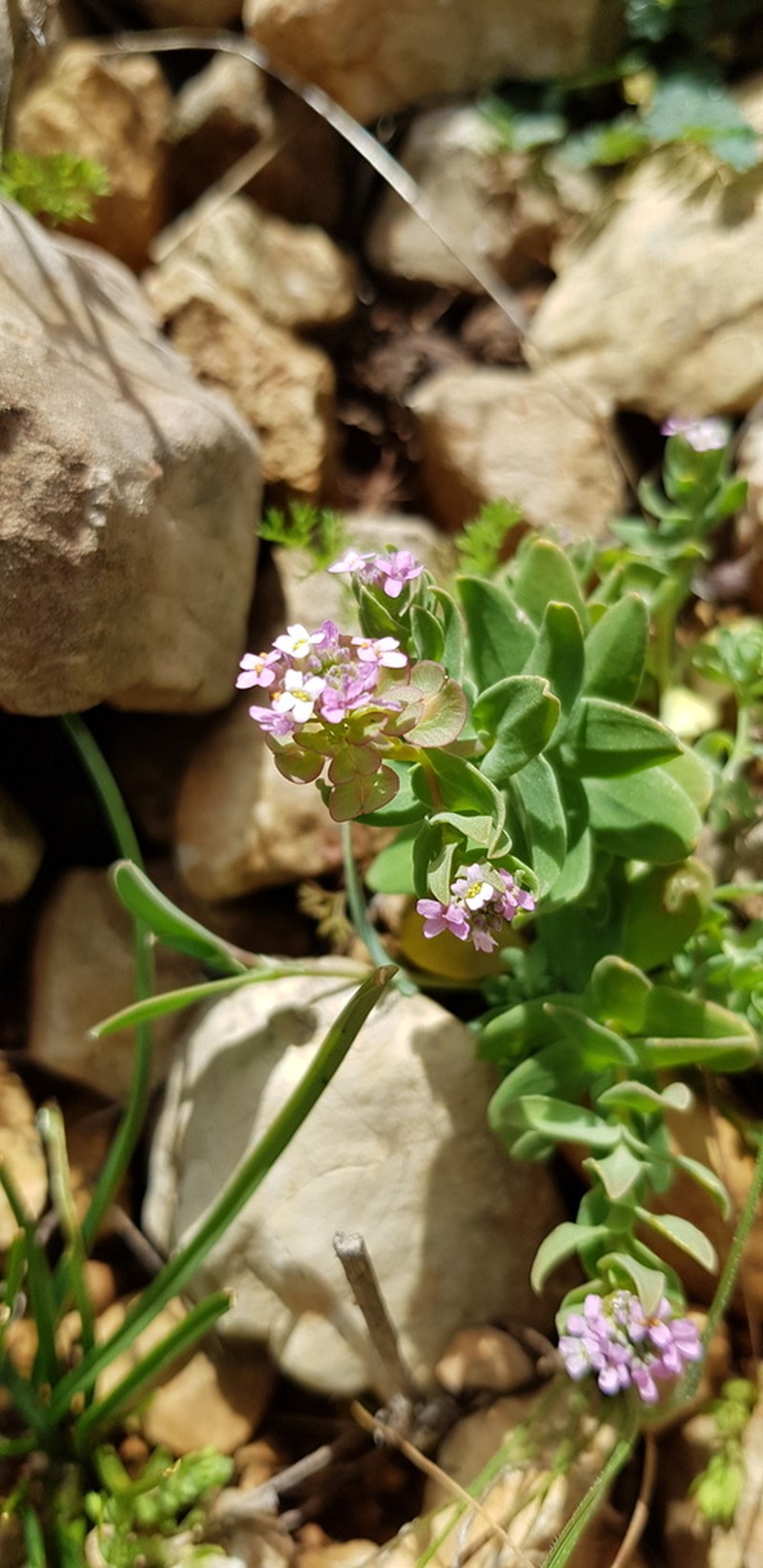 Aethionema heterocarpum photo 7