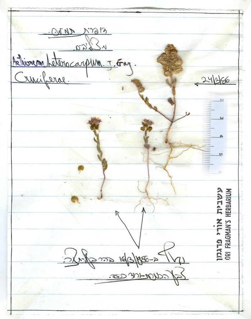 Aethionema heterocarpum photo 8