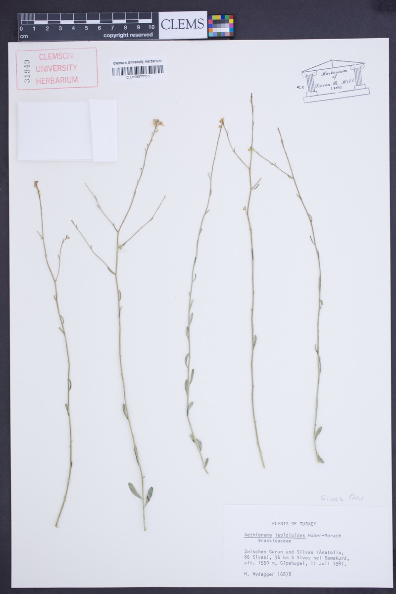 Aethionema lepidioides