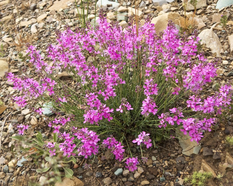 Aethionema levandowskyi photo 2