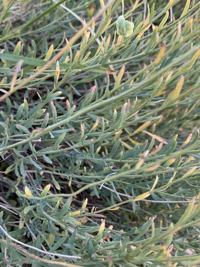 Aethionema levandowskyi photo 4