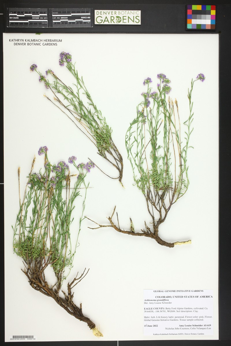 Aethionema levandowskyi photo 7