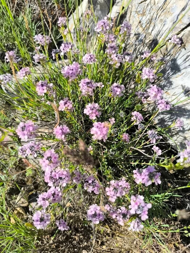 Aethionema levandowskyi photo 8