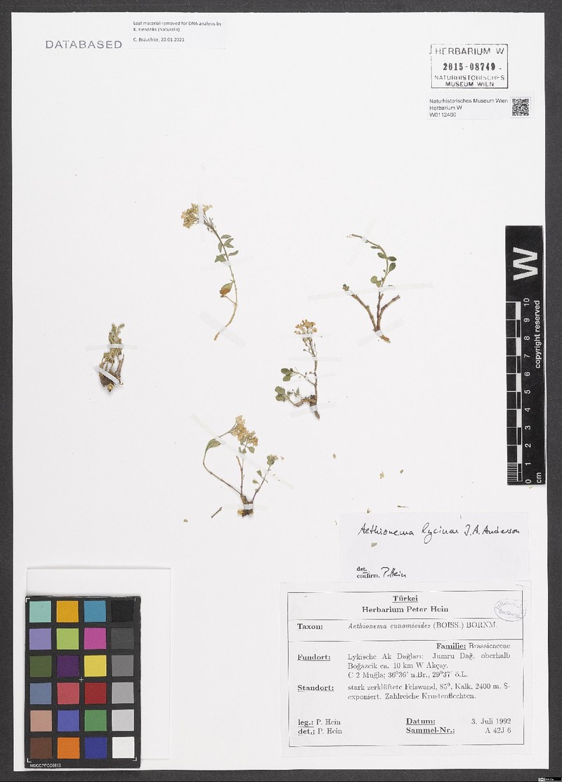 Aethionema lycium