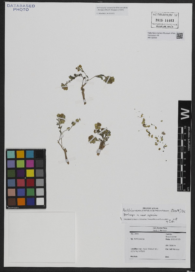 Aethionema membranaceum