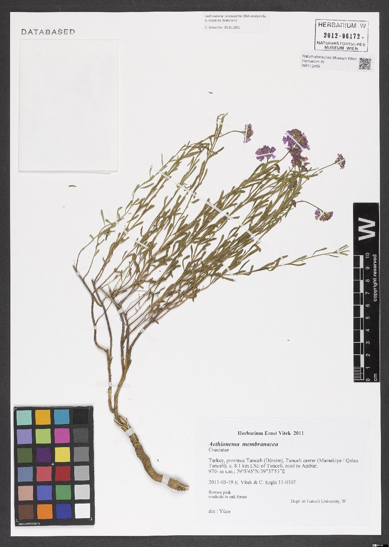 Aethionema membranaceum photo 2