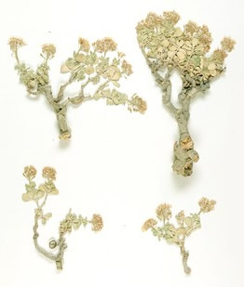 Aethionema retsina