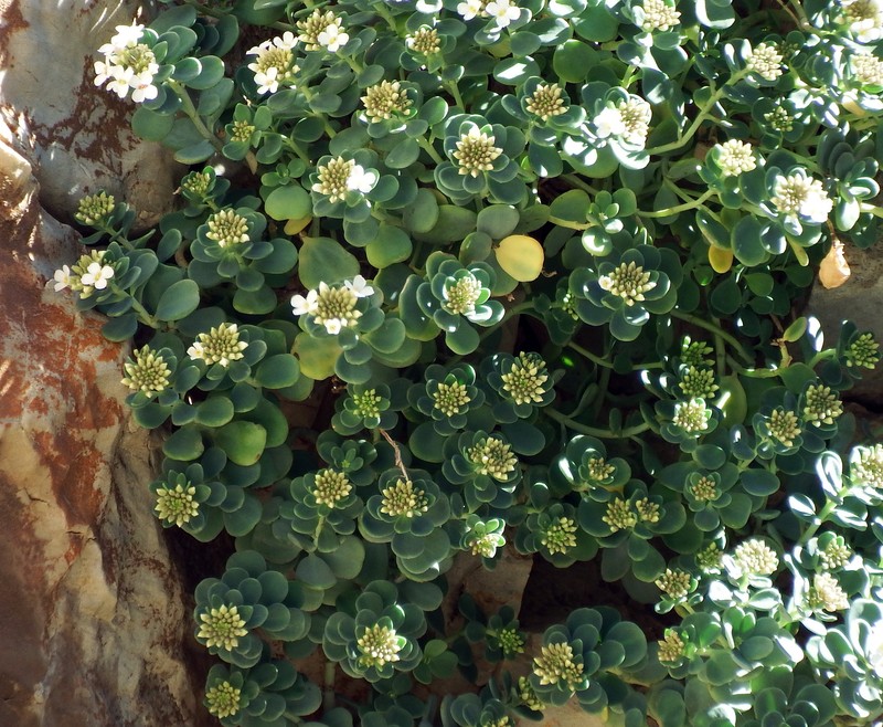 Aethionema retsina photo 3