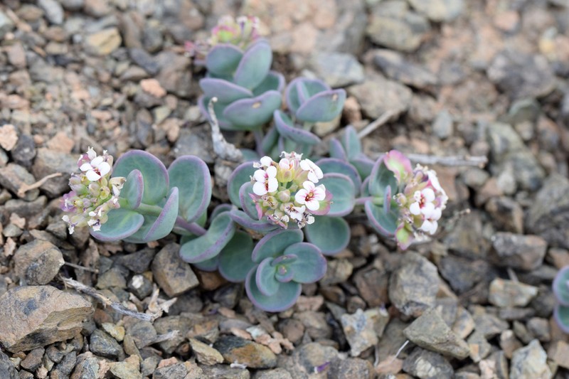Aethionema sabzevaricum