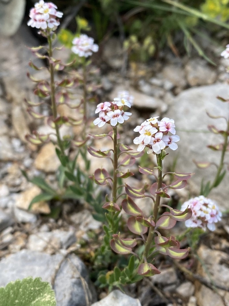Aethionema saxatile photo 2