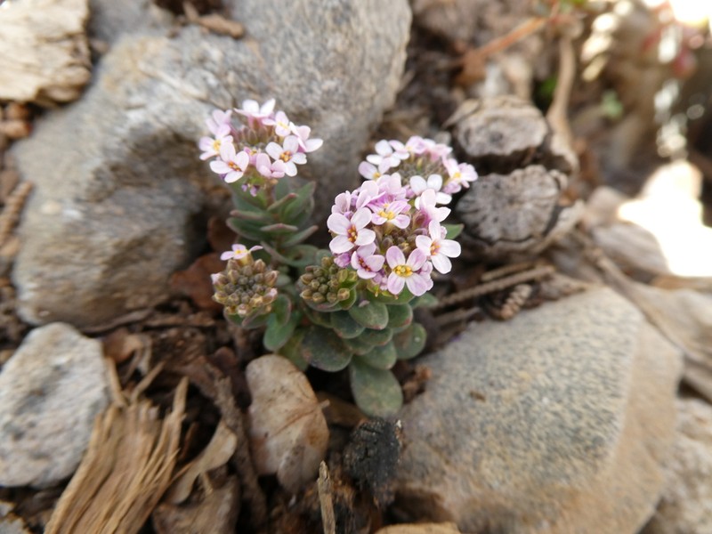 Aethionema saxatile photo 3
