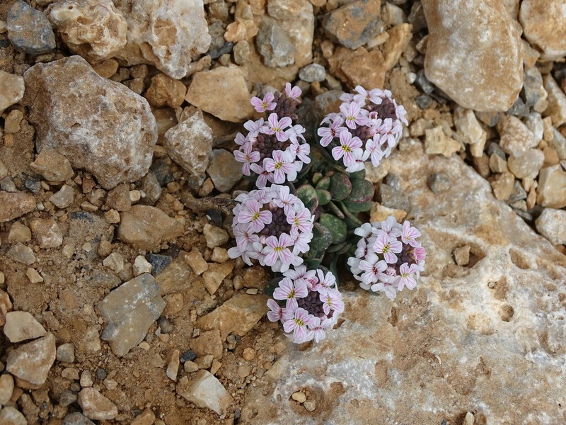 Aethionema saxatile photo 4