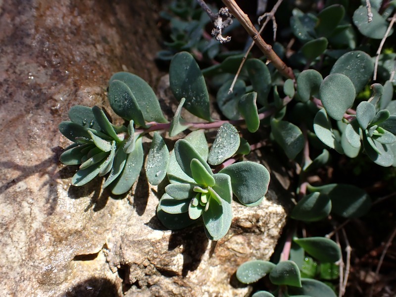 Aethionema saxatile subsp. saxatile