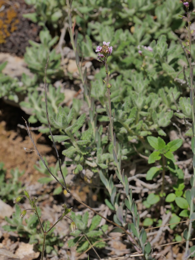 Aethionema saxatile subsp. saxatile photo 2