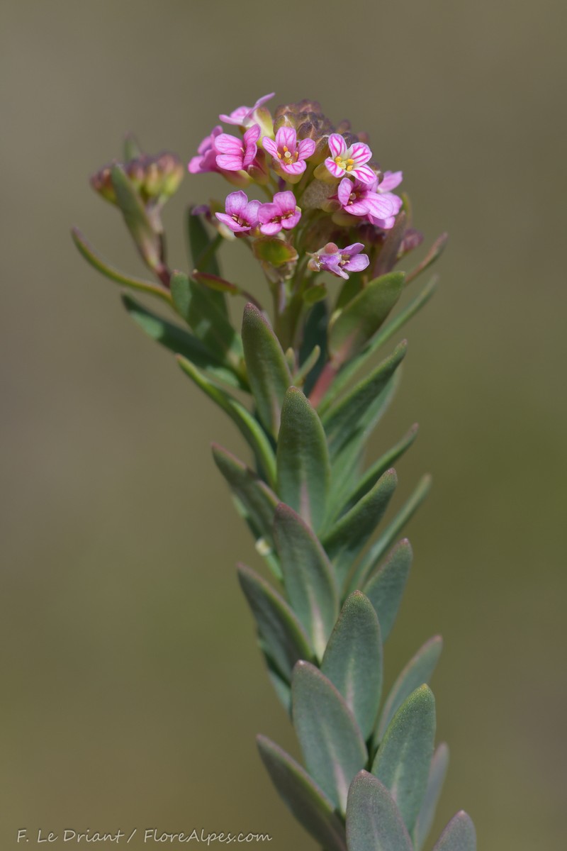 Aethionema saxatile subsp. saxatile photo 3