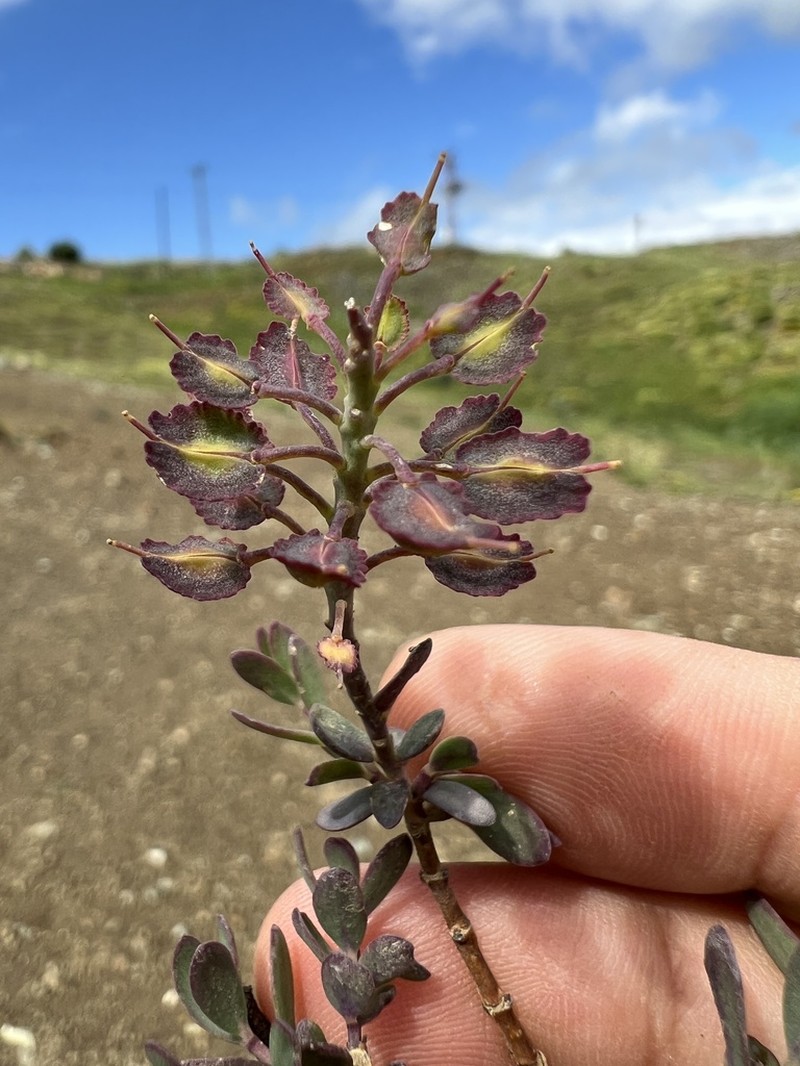 Aethionema speciosum