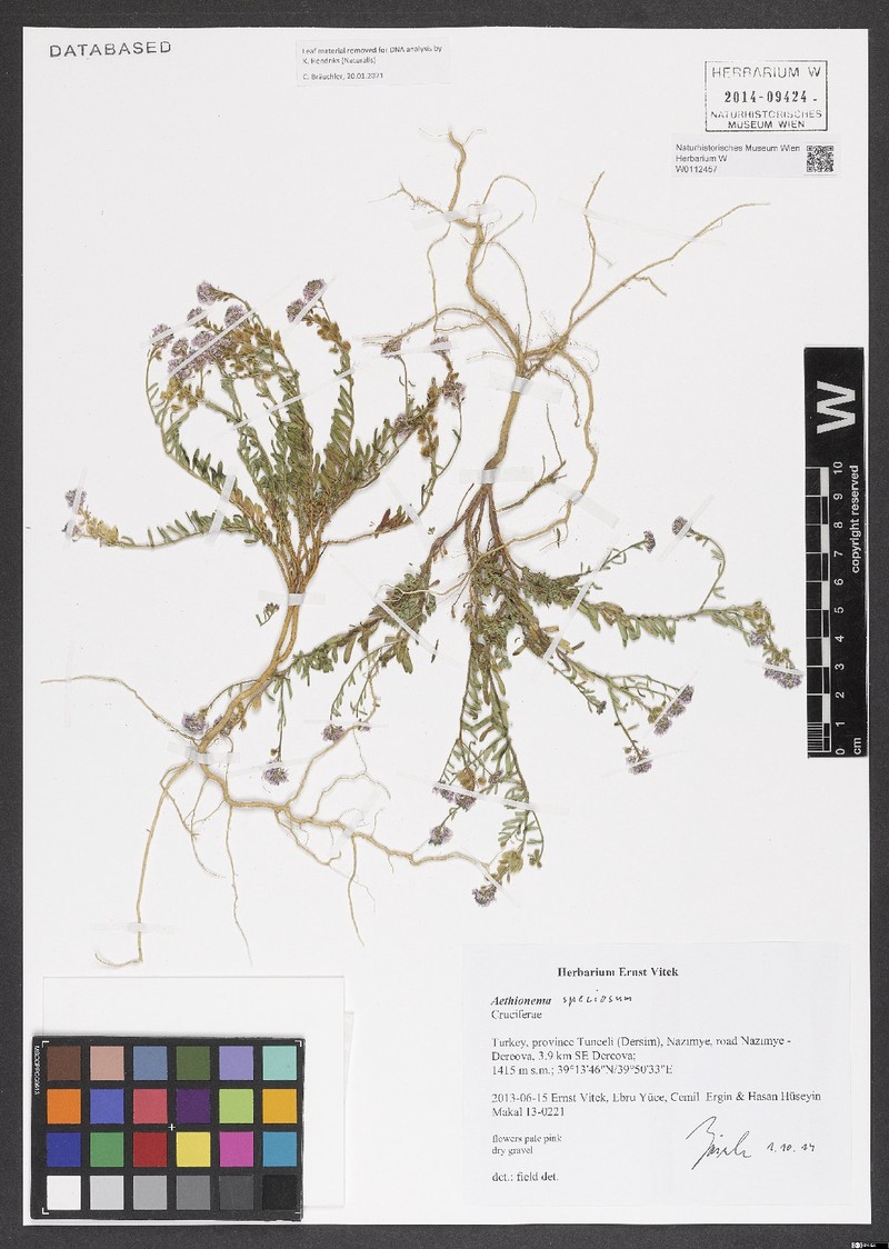 Aethionema speciosum photo 2