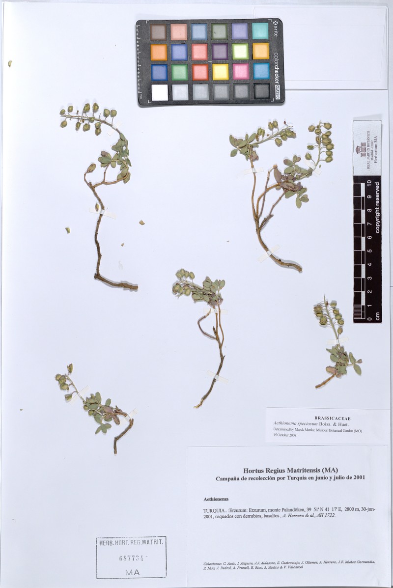 Aethionema speciosum photo 3