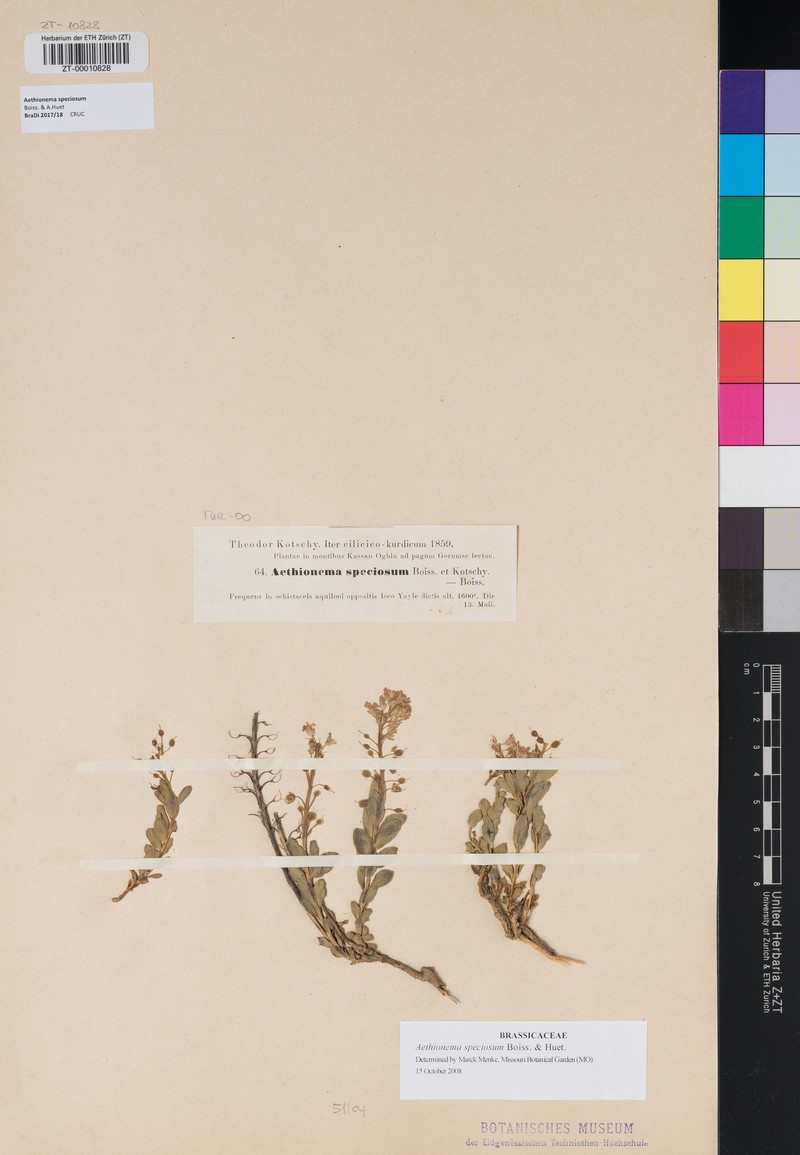Aethionema speciosum photo 4