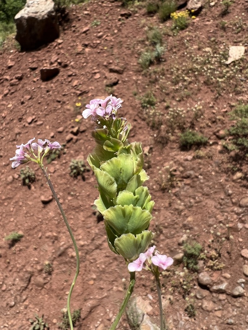 Aethionema spicatum