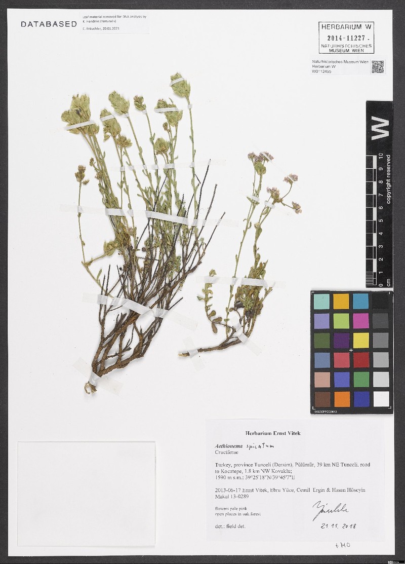 Aethionema spicatum photo 2