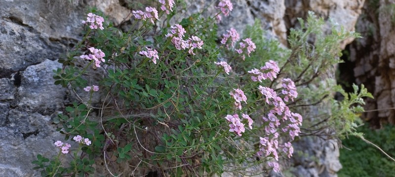 Aethionema stylosum