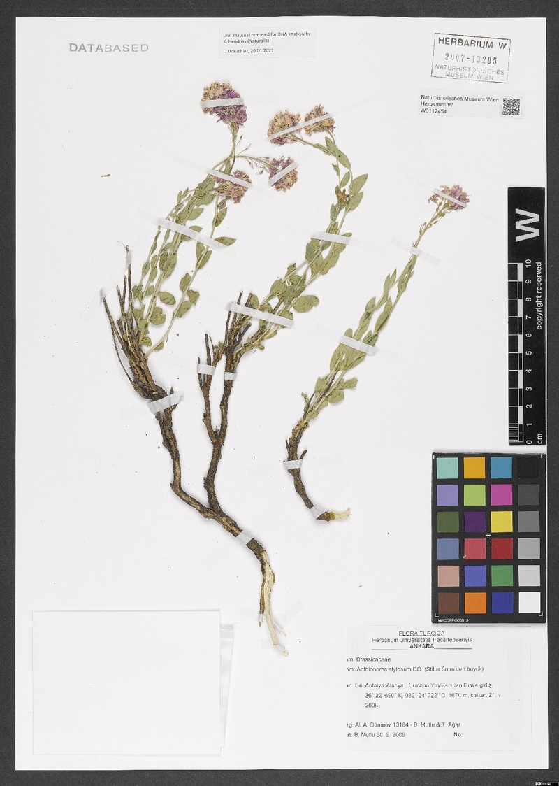 Aethionema stylosum photo 2