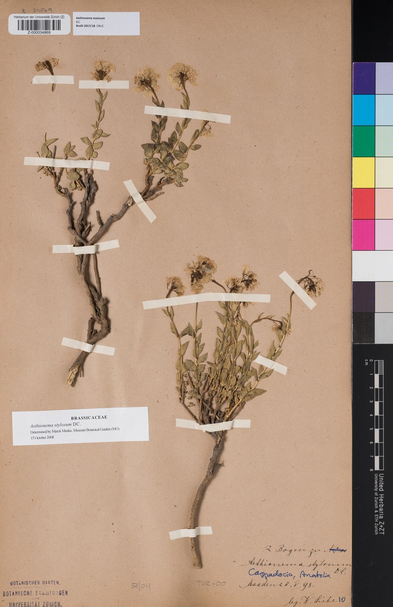 Aethionema stylosum photo 3