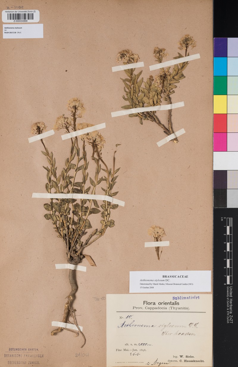 Aethionema stylosum photo 4