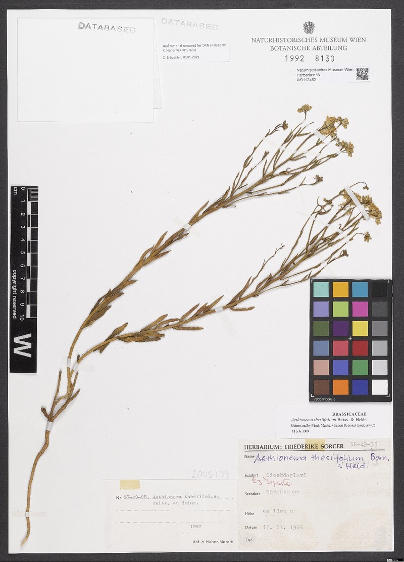 Aethionema thesiifolium