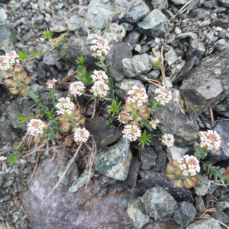 Aethionema thomasianum