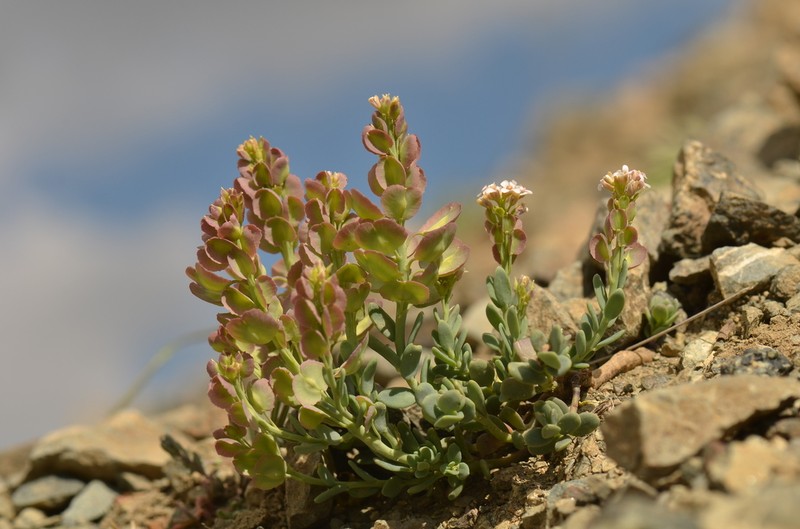 Aethionema thomasianum photo 2
