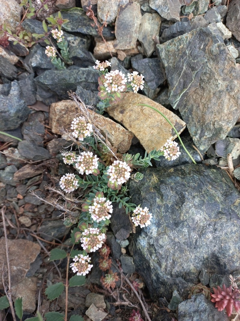 Aethionema thomasianum photo 3